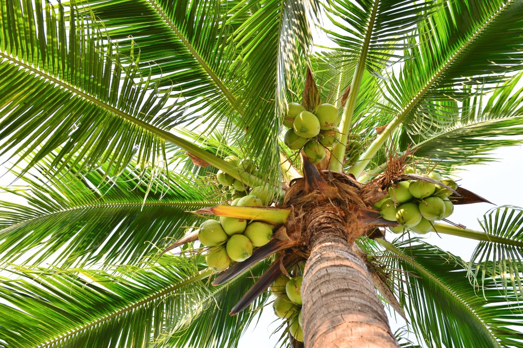 Coconut aminos, made from the fermented sap of coconut palm blossom, is a gluten-free, slightly sweet alternative to soy sauce. Beware of the fanciful claims made about its health benefits. Photo: Alamy