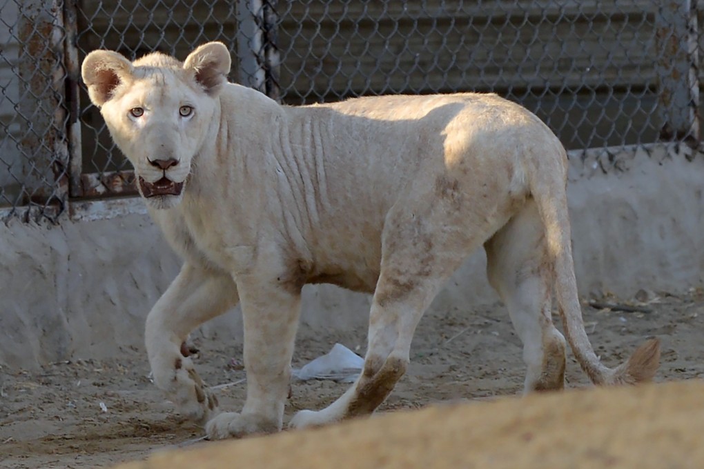 A lioness in a cage at a private zoo in Karachi, Pakistan in May. Photo: AFP