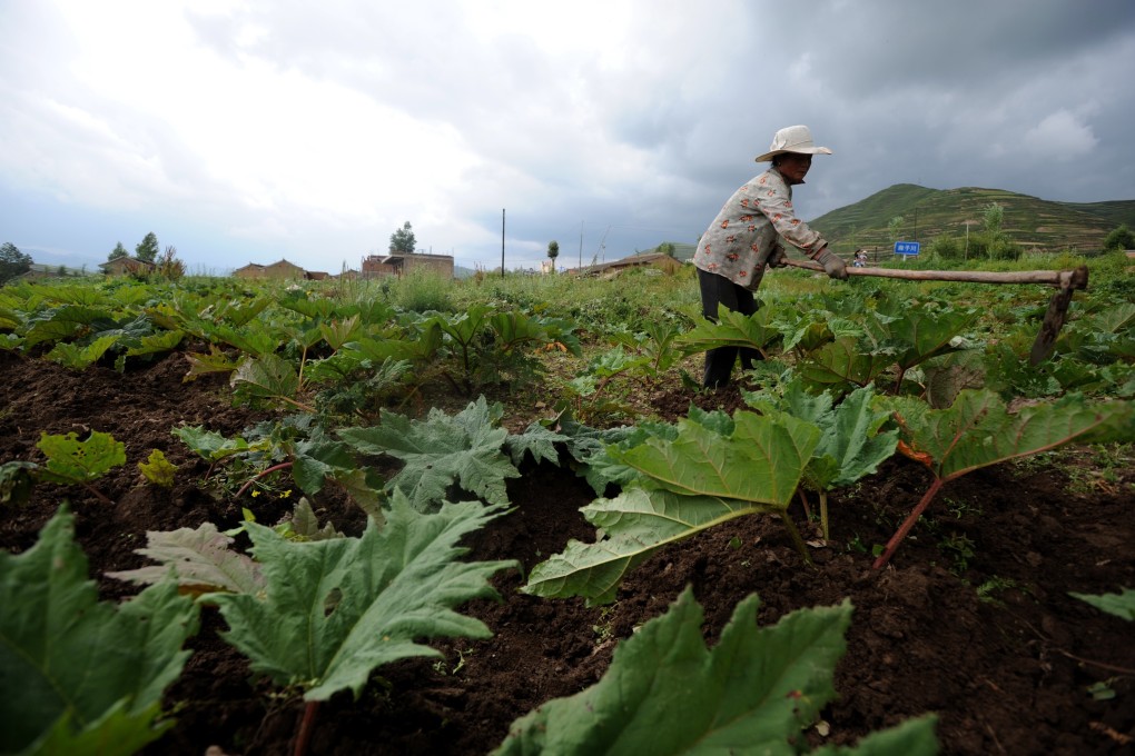 A farmer works in a rhubarb field in Gansu province, China. In the Qing dynasty, the imperial court in Beijing believed that rhubarb could be used as a trade weapon against foreigners who would become critically ill without the herb. Photo: Xinhua