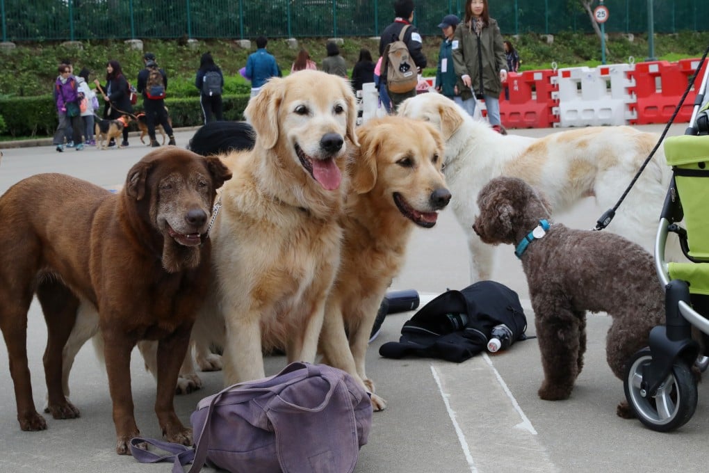 Dogs at a pets event in Hong Kong Disneyland. Photo: Edmond So