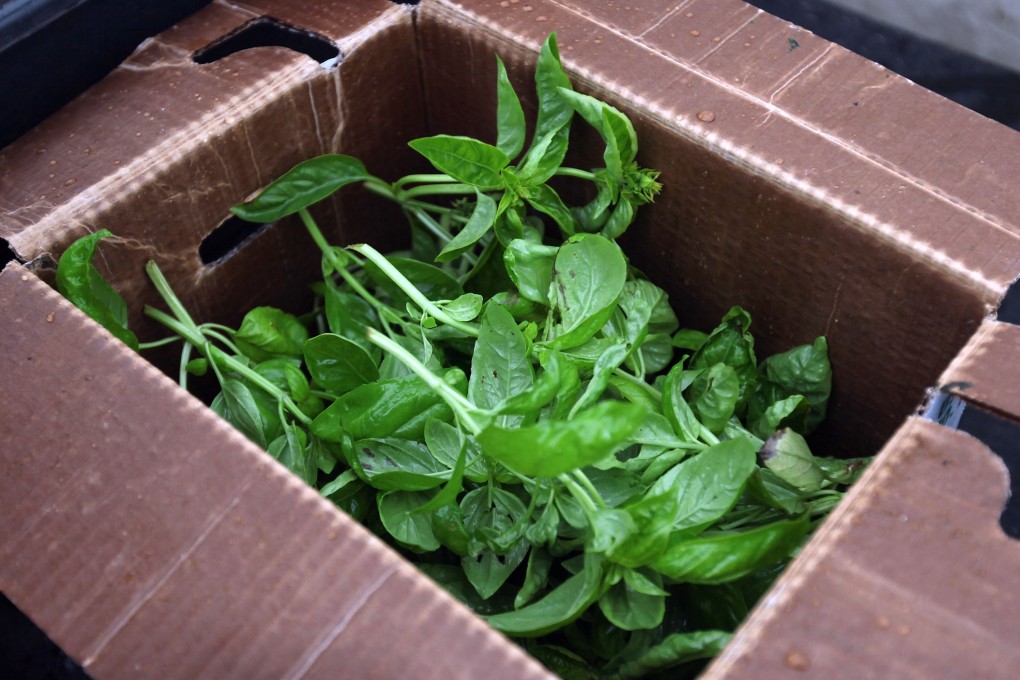 Massachusetts Institute of Technology researchers used AI to determine optimal growing conditions to create the most flavourful basil. Increasingly, players in the food industry are embracing artificial intelligence. Photo: Scott Olson/Getty Images North America/AFP