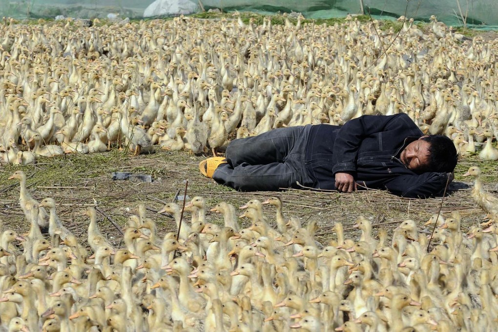 A farmer surrounded by ducklings at a duck farm on the outskirts of Jiaxing in Zhejiang province on April 5, 2011. Photo: Reuters