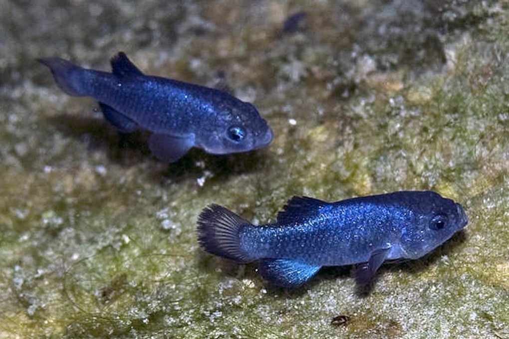 In 1967, pupfish were labelled an endangered species. Photo: Wikipedia Commons
