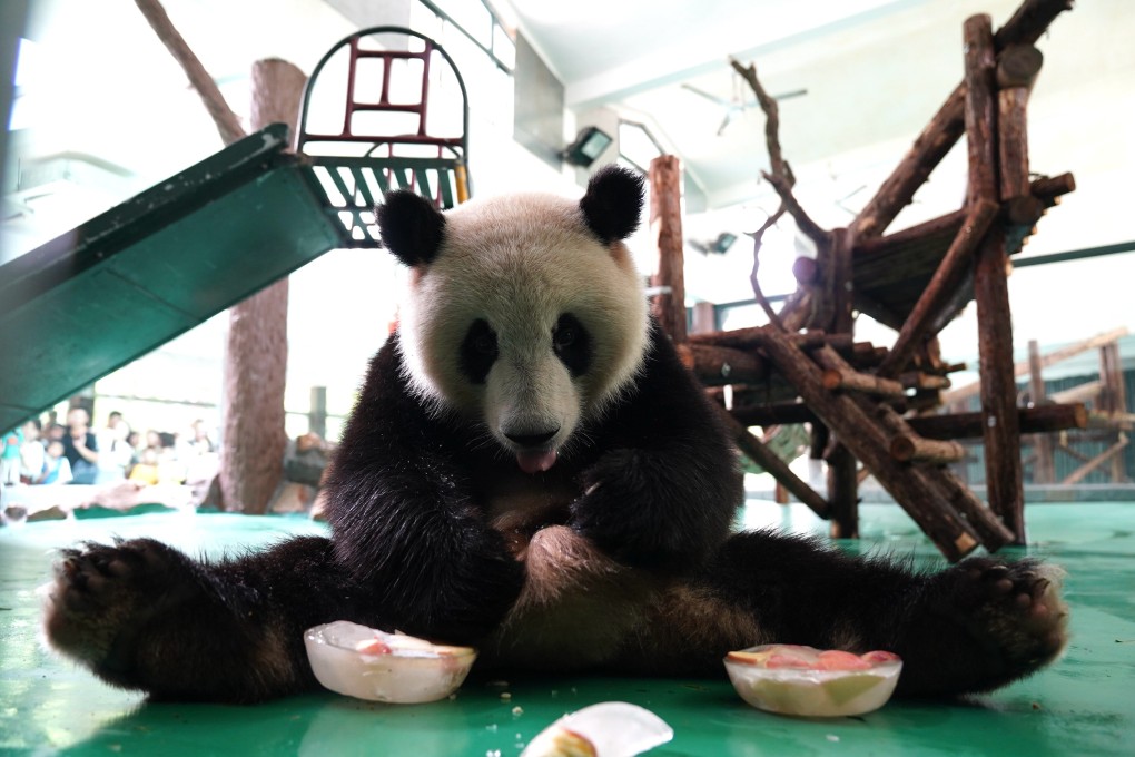A giant panda tries to beat the heat with an ice treat at Shanghai Zoo. Photo: Xinhua