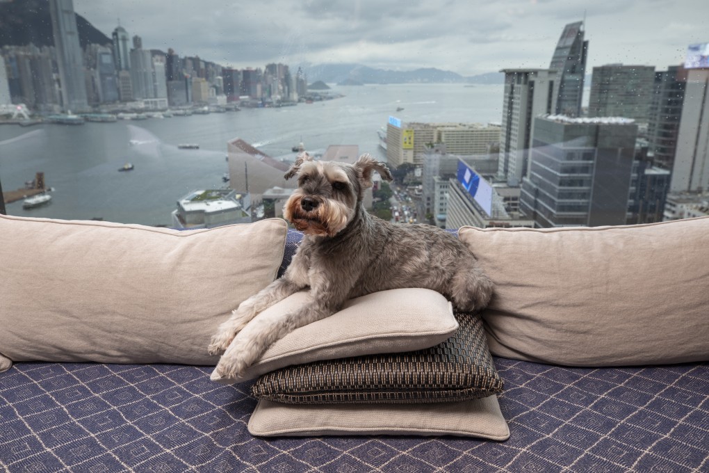 One pampered pet: Colin, a 10-year-old miniature schnauzer, relaxing at the Rosewood Hong Kong hotel in a suite overlooking Victoria Harbour. Luxury hotels have taken pet pampering to a new level. Photo: Antony Dickson