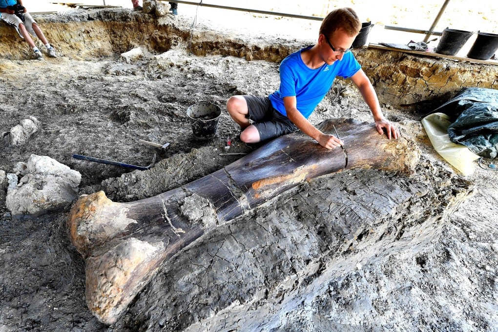 Maxime Lasseron inspects the femur of a sauropod on July 24 after it was discovered earlier in the week during excavations at the palaeontological site of Angeac-Charente, France. Photo: AFP