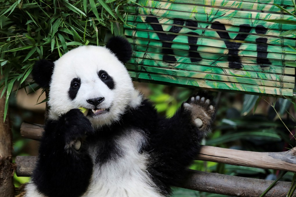 Yi Yi, born 19 months ago to parents Liang Liang and Xing Xing on loan from China, eats during her naming ceremony. Photo: Reuters