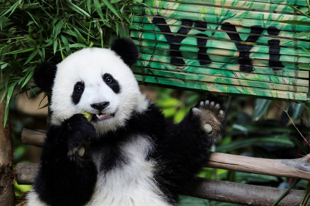 Yi Yi, born 19 months ago to parents Liang Liang and Xing Xing on loan from China, eats during her naming ceremony. Photo: Reuters