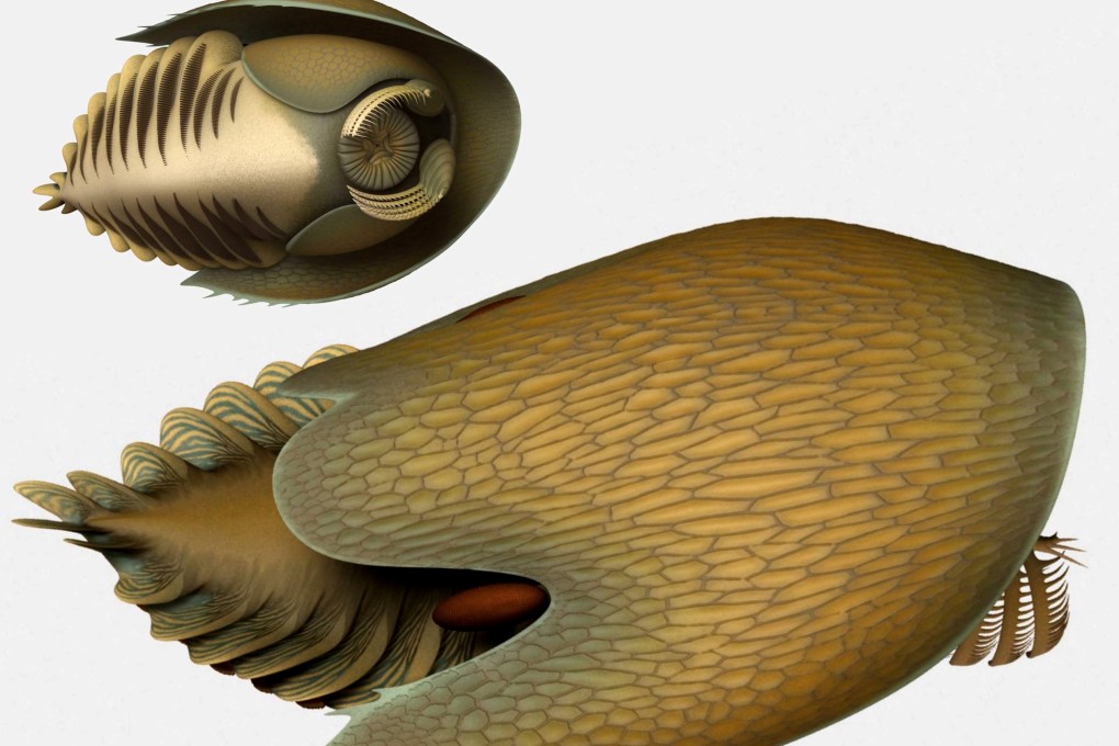 The Cambroraster falcatus lived 506 million years ago. Photo: Reuters