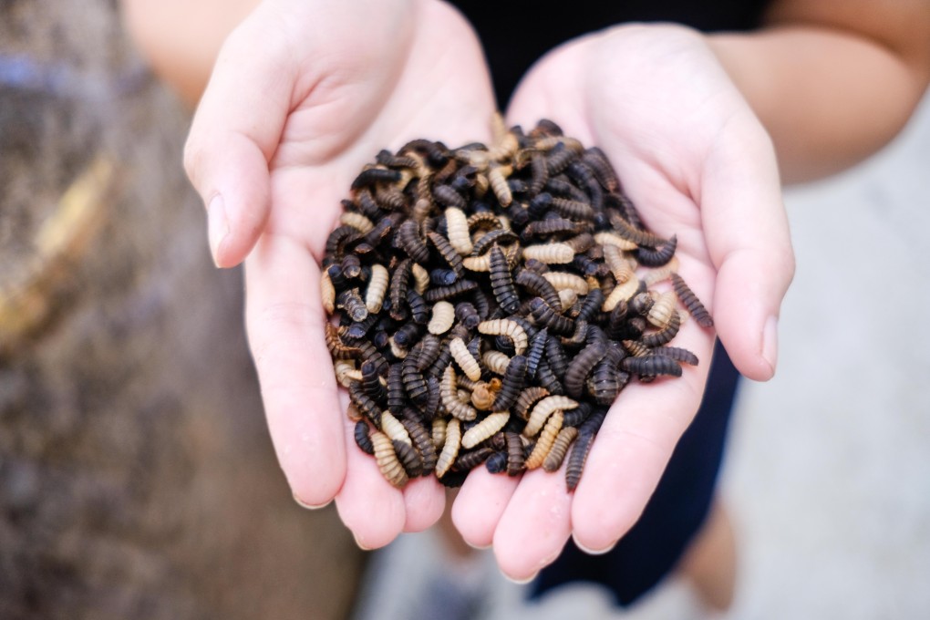 Chua shows off a mix of black soldier fly larvae (white) and pupae (black). Photo: Toh Ee Ming
