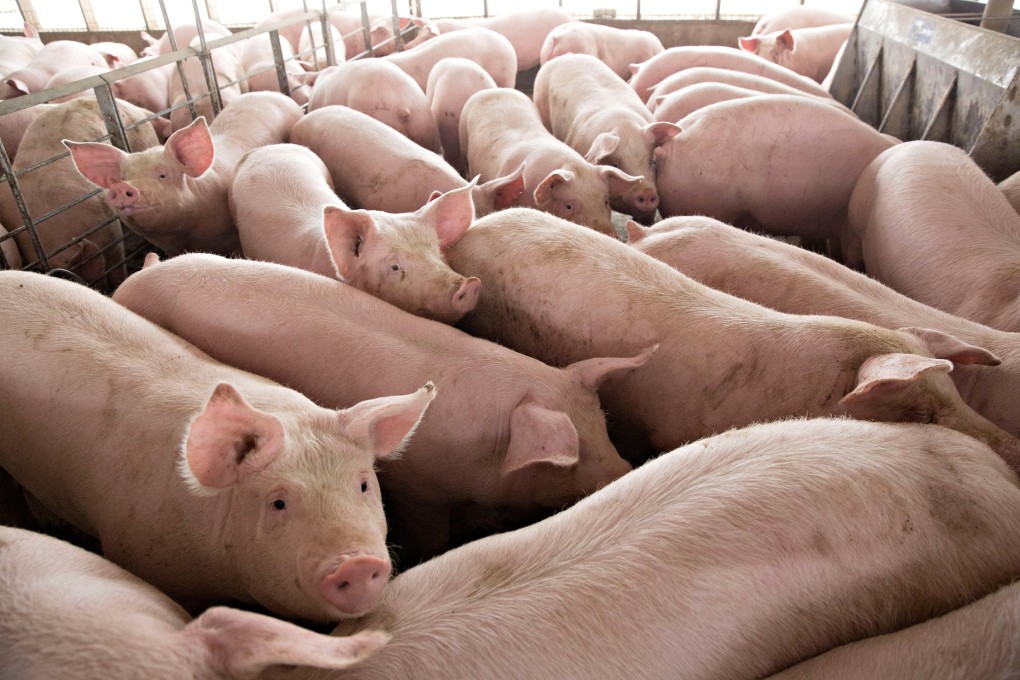 Pigs nearing market weight stand in a pen at Duncan Farms in Polo, Illinois on April 9, 2018. Photo: Reuters