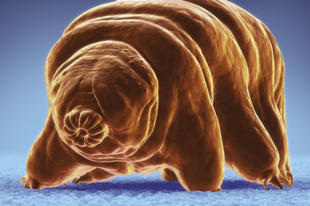 The millimetre-long animals, sometimes known as water bears or moss piglets after their favoured environment and food, resemble cheerful eight-legged maggots wearing distinctly sphincter-like faces. Photo: Corbis