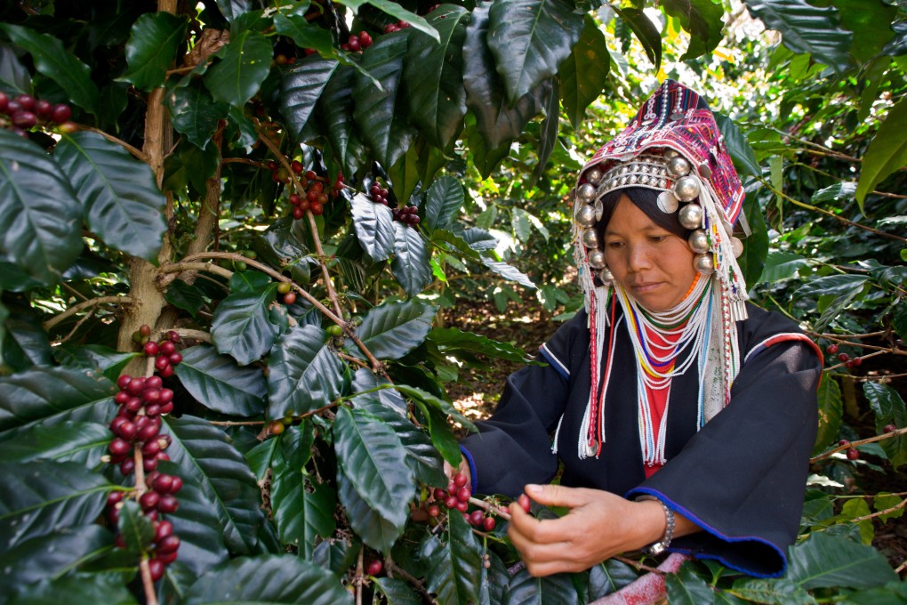A hill-tribe worker in traditional dress harvesting coffee beans on a farm in northern Thailand. Photo: Alamy