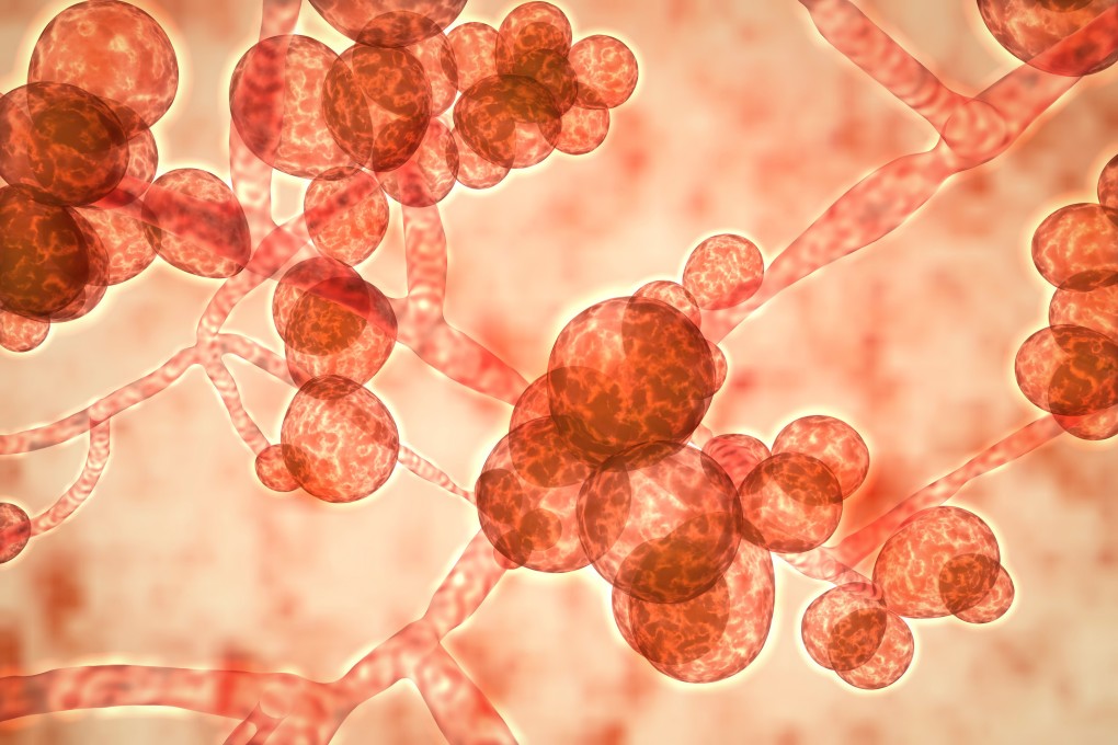 Health chiefs in Hong Kong are preparing for a return of the superbug Candida auris. Photo: Shutterstock Images
