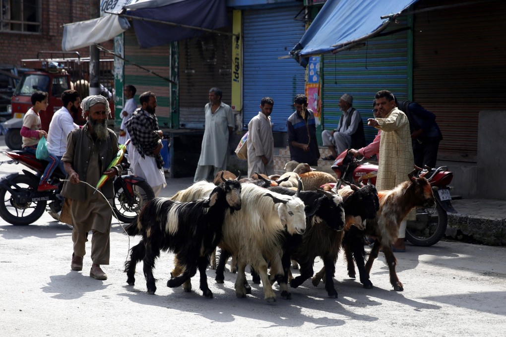 A live stock trader takes a flock of sacrificial animals towards market ahead of Eid al-Adha in Srinagar. Photo: EPA-EFE