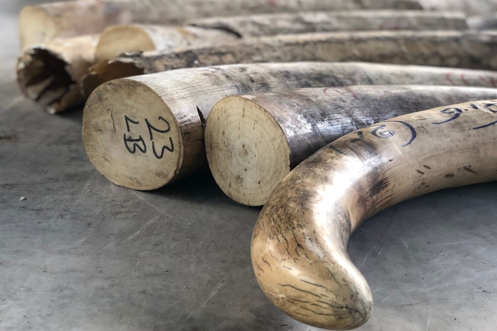 Singapore seized its biggest haul of smuggled elephant ivory in July. Photo: AFP