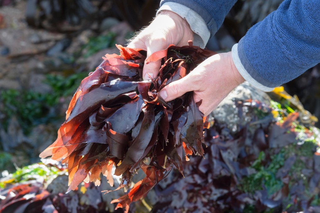 Dulse has been an important part of the Irish diet for centuries and is now making a comeback in restaurants. High in vitamins and trace minerals, it is a versatile food that can be eaten as a snack and used in a variety of dishes. Photo: Alamy