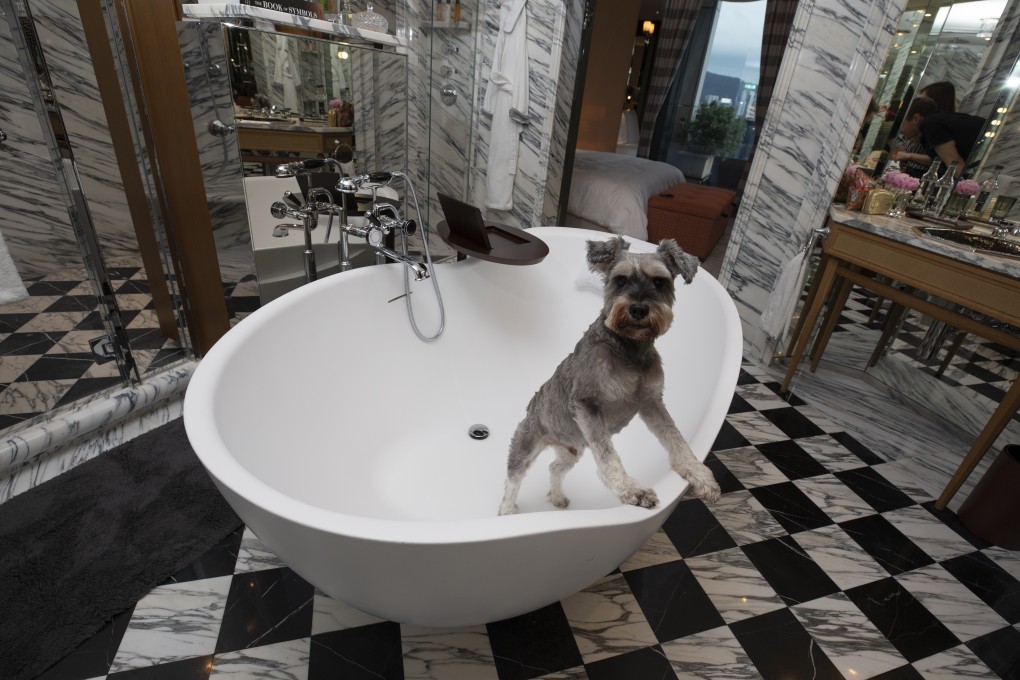Colin, a schnauzer, enjoys the bathroom at a luxury hotel on July 10. Photo: Antony Dickson