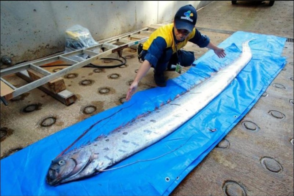 The oarfish has a reputation as an indicator of doom. Photo: SCMP Pictures
