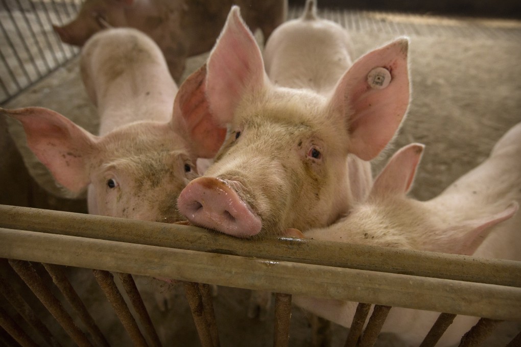 Pigs stand in a barn at a pig farm in Jiangjiaqiao village in northern China's Hebei province. Photo: Associated Press