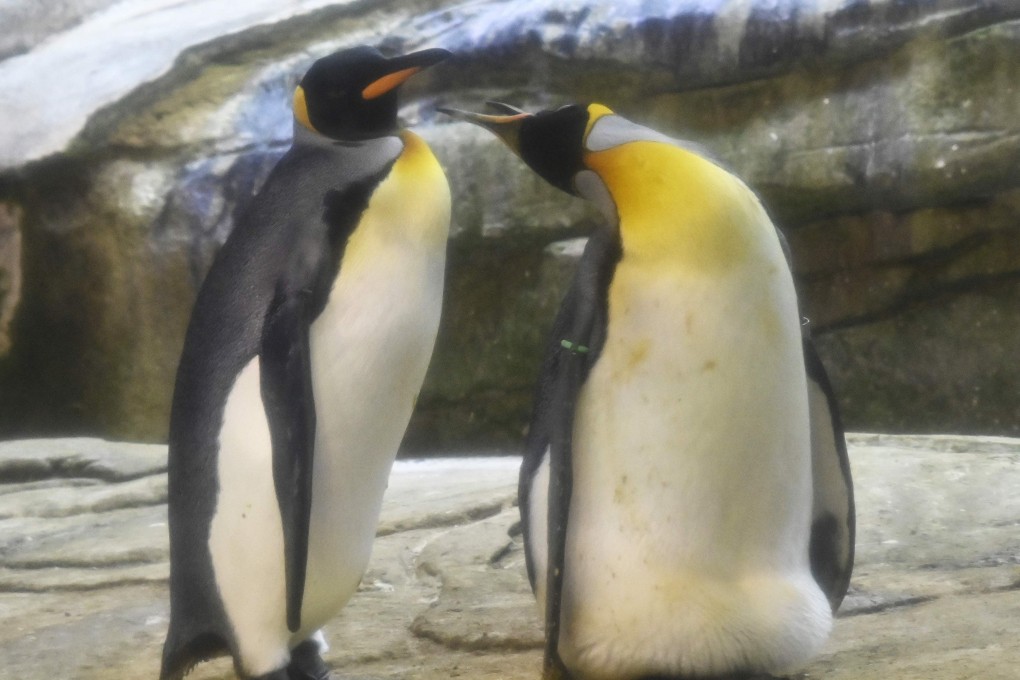 The happy couple … Skipper and Ping in their enclosure at Berlin Zoo. Photo: AFP