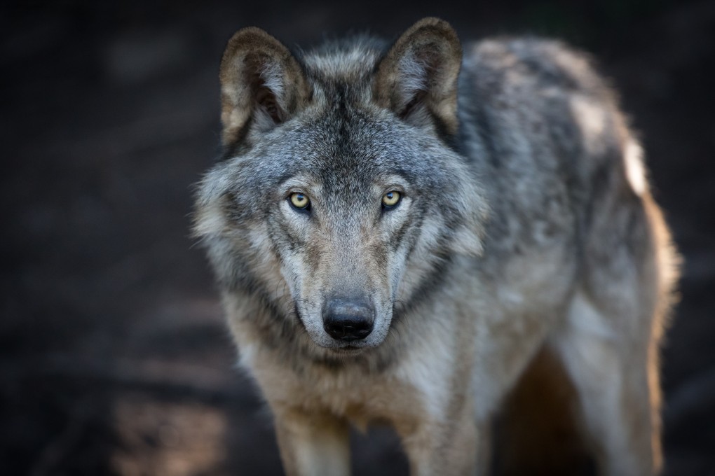 A grey wolf in the Canadian forest during the summer months. Photo: Shutterstock