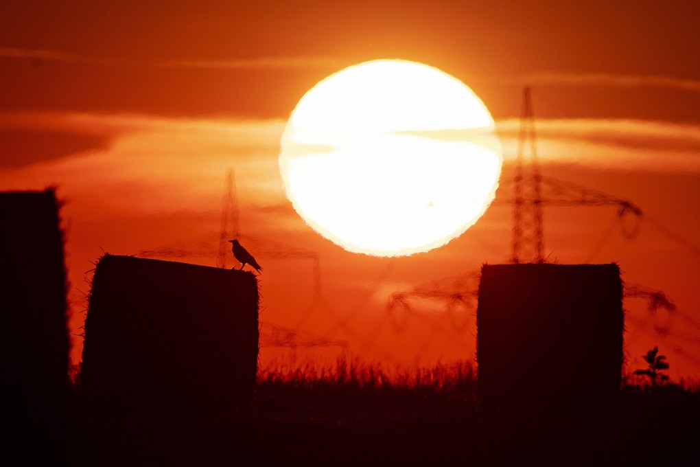 A bird sits on a straw bale on a field in Frankfurt, Germany, as the sun rises during an ongoing heatwave in Europe in July. Photo: AP
