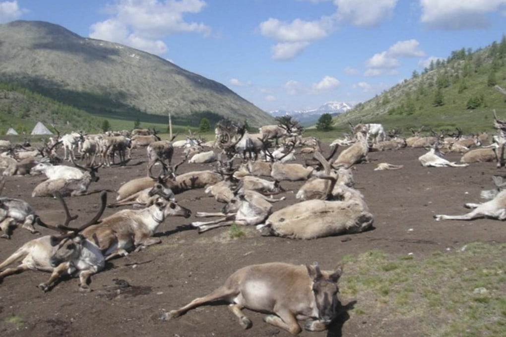 Heat-stressed reindeer in northern Mongolia. Ice patches they use to cool down no longer stay frozen year round. Photo: S. Nansalmaa