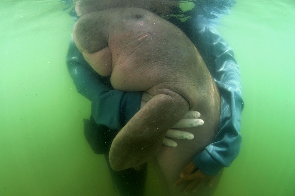 Mariam the dugong being cared for by park officials in May. Photo: AFP