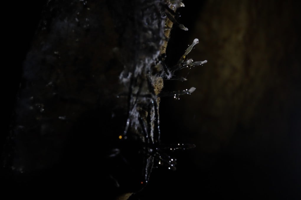 Swallow Cave is in Yunnan, where fungi thrives, like this Xylaria fungus on a rotten tree trunk. Photo: Pavel Toropov