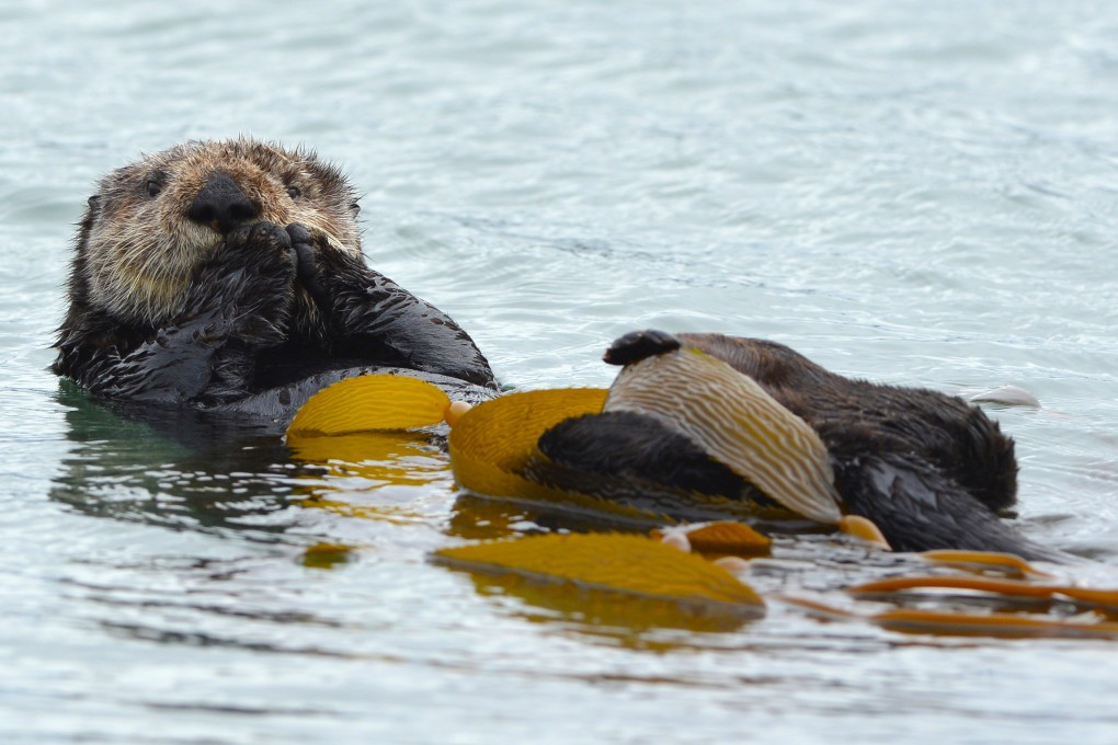 The illegal trade in otters has increased ‘exponentially’ in recent years, experts warn. Photo: Shutterstock