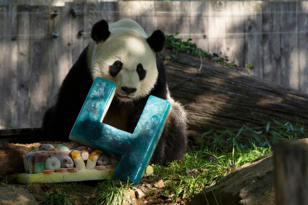 Giant panda Bei Bei with his frozen birthday cake at the Smithsonian National Zoo. Photo: AFP