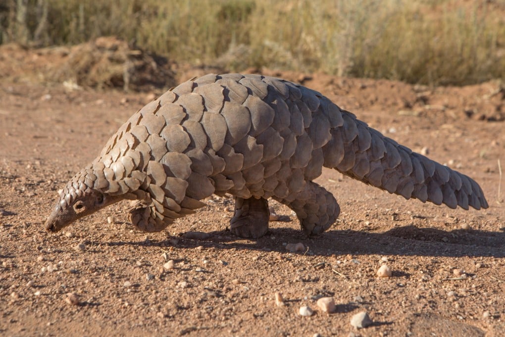 A pangolin, which has become one of the world’s most trafficked animals, searches for ants. Photo: Alamy