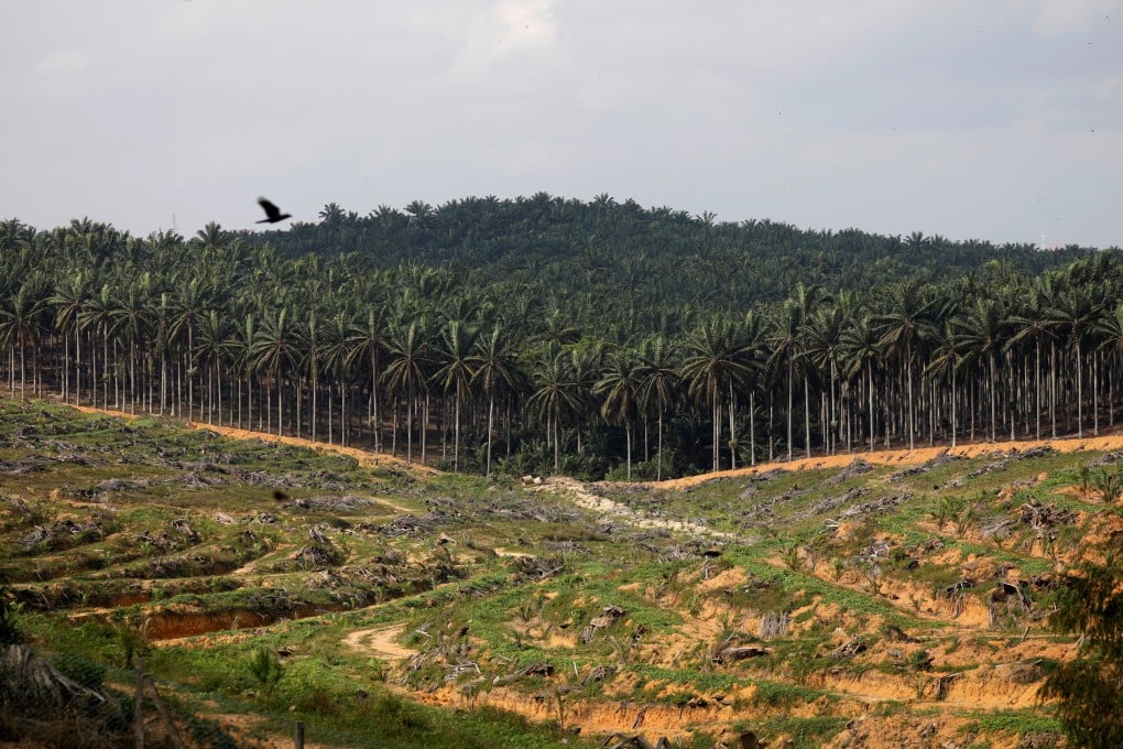 Land that has been cleared at a palm plantation in Johor, Malaysia. Photo: Reuters