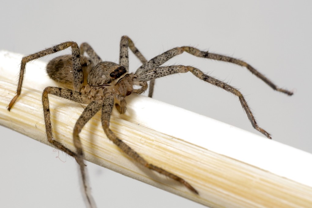 Bites from brown recluse spiders can sometimes require medical attention. Photo: Shutterstock