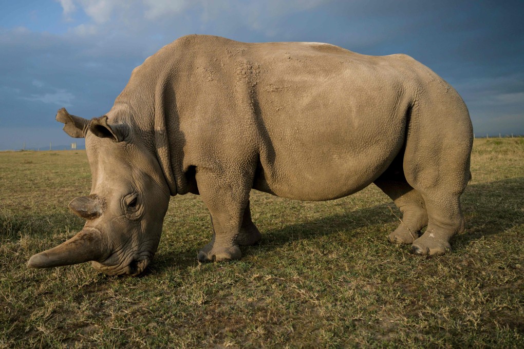 Najin, one of the last two female northern white rhinos on Earth. Photo: AFP