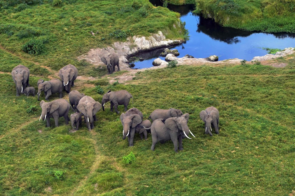 Wildlife experts said a resolution approved in Geneva was a ‘momentous win’ for elephants because it restricts their sale to zoos. Photo: AFP