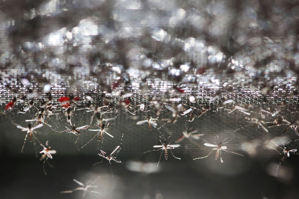 Wolbachia-carrying mosquitoes released near Guangzhou by Zhiyong Xi’s team at the Sun Yat-sen University-Michigan State University Joint Centre of Vector Control for Tropical Diseases. Photo: Alamy