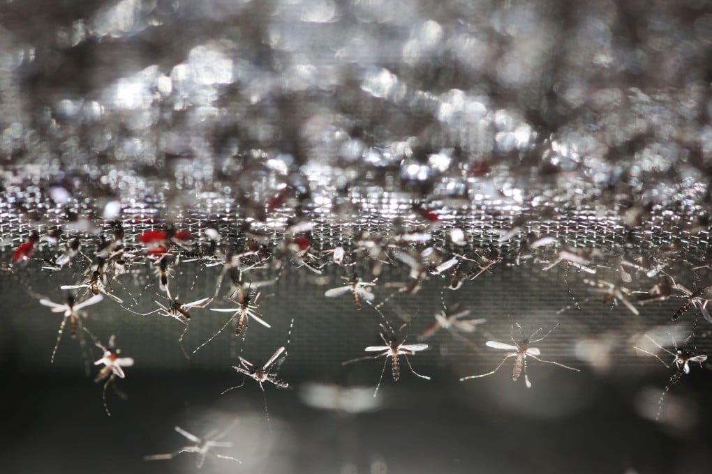 Wolbachia-carrying mosquitoes released near Guangzhou by Zhiyong Xi’s team at the Sun Yat-sen University-Michigan State University Joint Centre of Vector Control for Tropical Diseases. Photo: Alamy