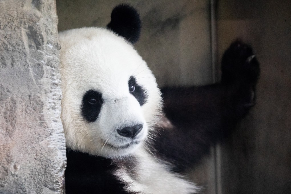 Chinese giant panda Meng Meng has given birth to twins at Berlin zoo, the first pandas to be born in Germany. Photo: EPA-EFE