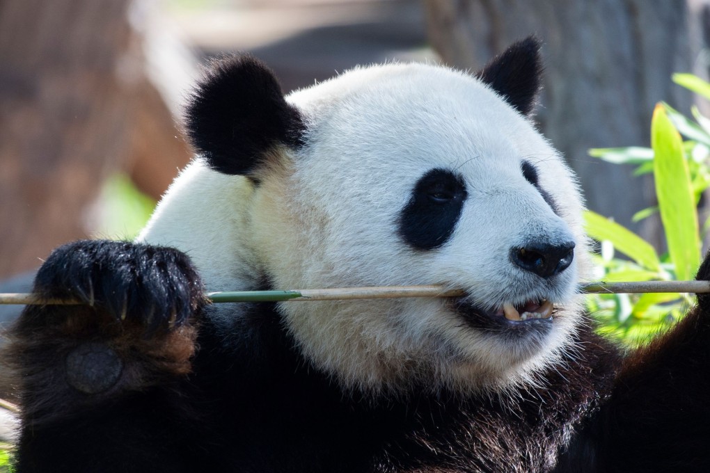Male giant panda Jiao Qing, the father of the newborn twins. Photo: AFP