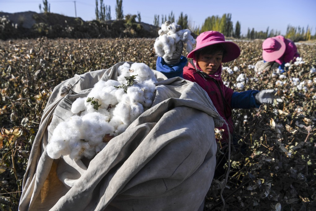 A cotton picker in Xinjiang, where cases of the virus have been reported. Photo: Xinhua