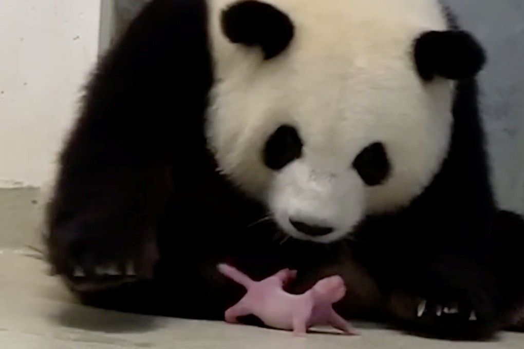 Panda Meng-Meng looks at one of her newborn twin cubs at Berlin Zoo, Germany. Photo: Reuters