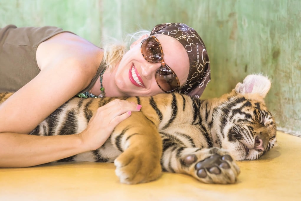 A tourist poses with a tiger cub. A tiger selfie is often the highlight of a trip to Thailand for many holidaymakers. Photo: Alamy