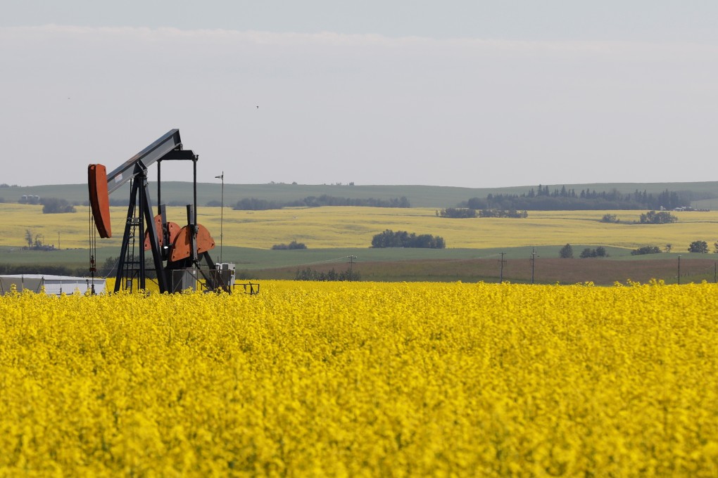 Western Canadian canola fields surrounding an oil pump jack are seen in full bloom in rural Alberta, Canada, in July. Photo: Reuters