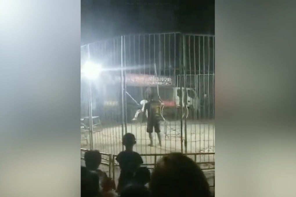 Video footage shows circus handlers using sticks to try to coax the tiger back inside the cage after it escaped on Friday night. Photo: Thepaper.cn