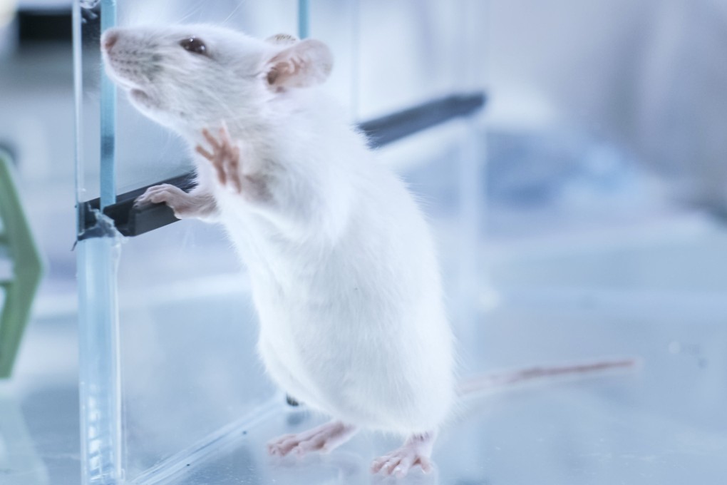 Depressive symptoms in mice have been relieved with a faecal transplant as part of a Chinese scientific study. Photo: Alamy