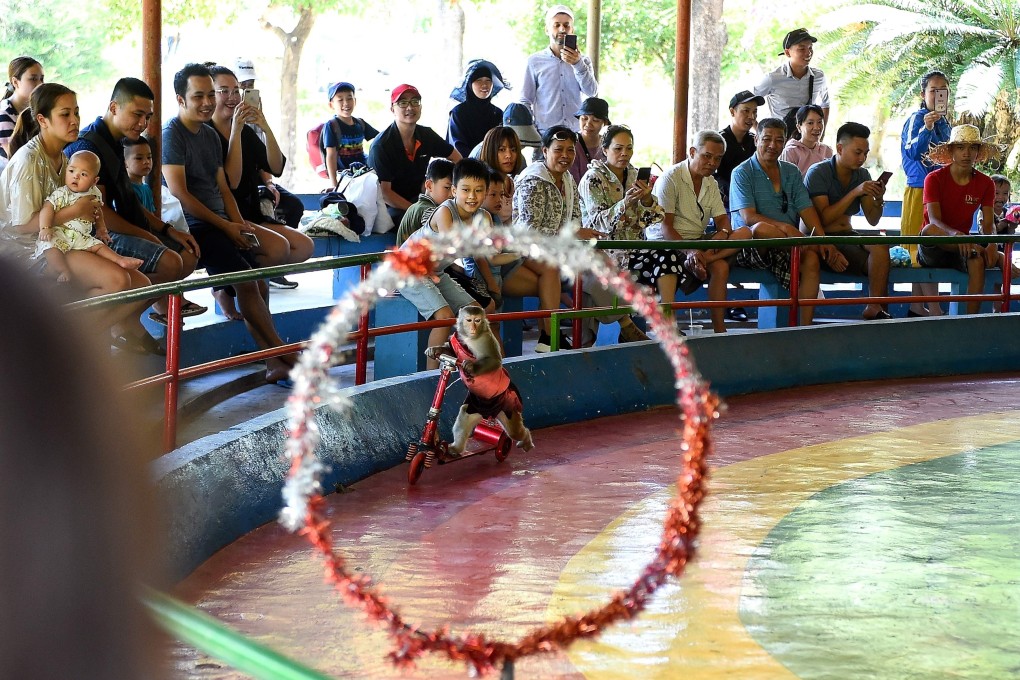 Vietnam tourism: monkey shows on Nha Trang island cruel, say animal rights  activists | South China Morning Post