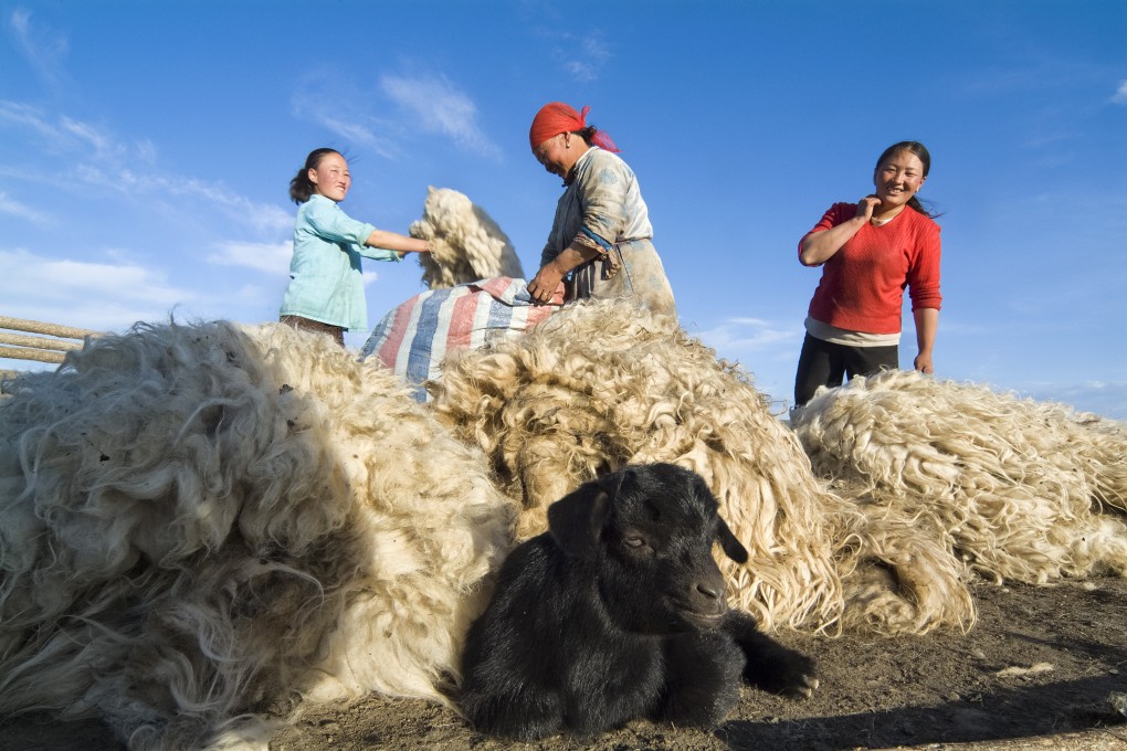A nomadic herder family shears sheep and combs goats for cashmere in Mongolia's central grasslands. Photo: Zigor Aldama