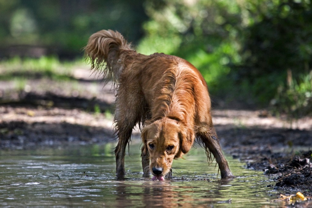 Following an outbreak of leptospira hebdomadis, dog owners are being advised to prevent their dogs drinking from streams and watercourses. Photo: Alamy